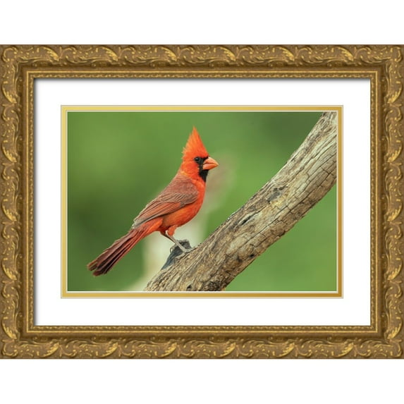 Archer, Ken 18x13 Gold Ornate Wood Framed with Double Matting Museum Art Print Titled - Northern cardinal