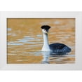 thumbnail image 1 of Archer, Ken 18x13 White Modern Wood Framed Museum Art Print Titled - Clarks Grebe, 1 of 4