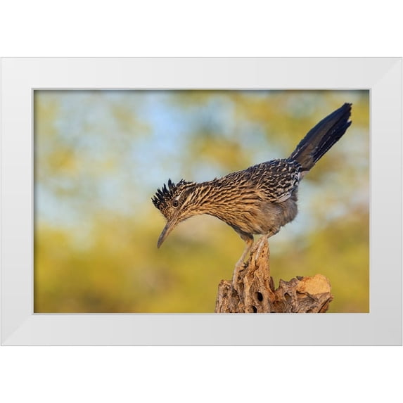 Archer, Ken 18x13 White Modern Wood Framed Museum Art Print Titled - Greater roadrunner