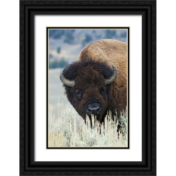Archer, Ken 23x32 Black Ornate Wood Framed with Double Matting Museum Art Print Titled - Big Bison Bull