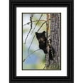 thumbnail image 1 of Archer, Ken 23x32 Black Ornate Wood Framed with Double Matting Museum Art Print Titled - Black Bear Cub Climbing, 1 of 4