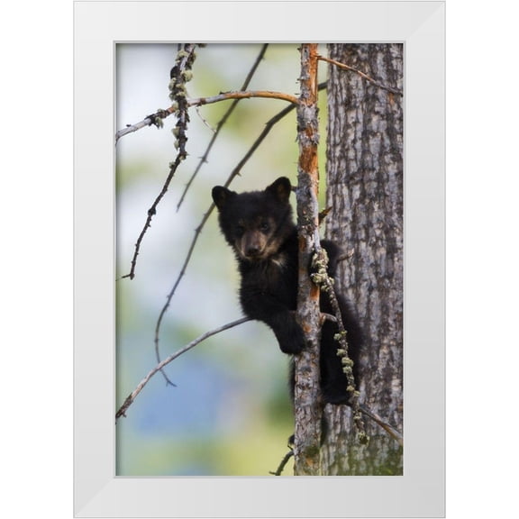 Archer, Ken 23x32 White Modern Wood Framed Museum Art Print Titled - Black Bear Cub Climbing