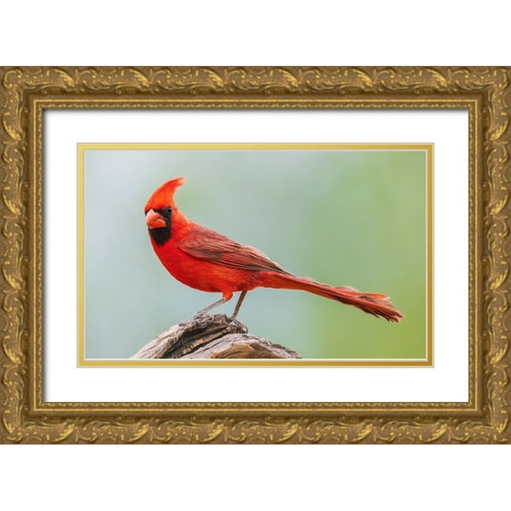 Archer, Ken 24x16 Gold Ornate Wood Framed with Double Matting Museum Art Print Titled - Northern cardinal