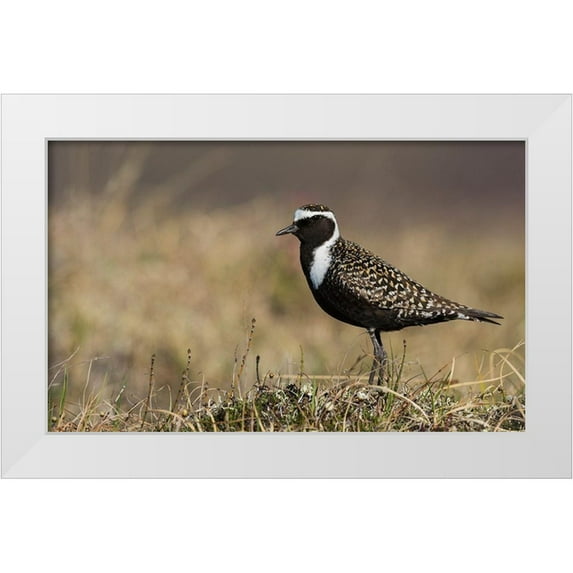 Archer, Ken 24x16 White Modern Wood Framed Museum Art Print Titled - American Golden Plover