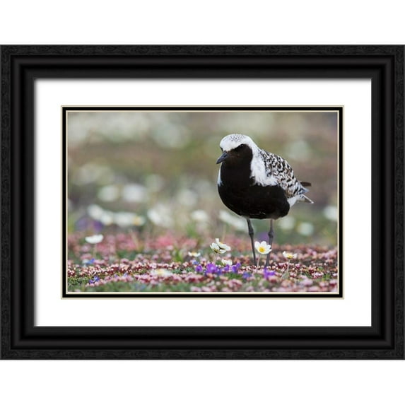Archer, Ken 24x17 Black Ornate Wood Framed with Double Matting Museum Art Print Titled - Black-bellied Plover-springtime on the tundra