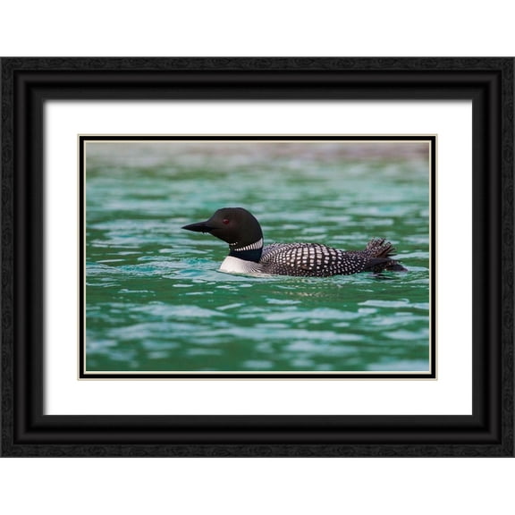 Archer, Ken 24x17 Black Ornate Wood Framed with Double Matting Museum Art Print Titled - Common Loon
