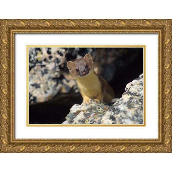 Archer, Ken 24x17 Gold Ornate Wood Framed with Double Matting Museum Art Print Titled - Short-tailed weasel