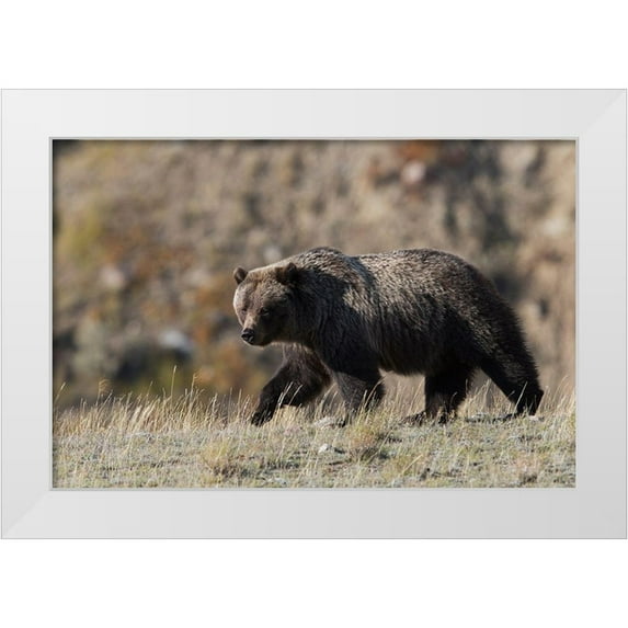 Archer, Ken 24x17 White Modern Wood Framed Museum Art Print Titled - Grizzly Bear