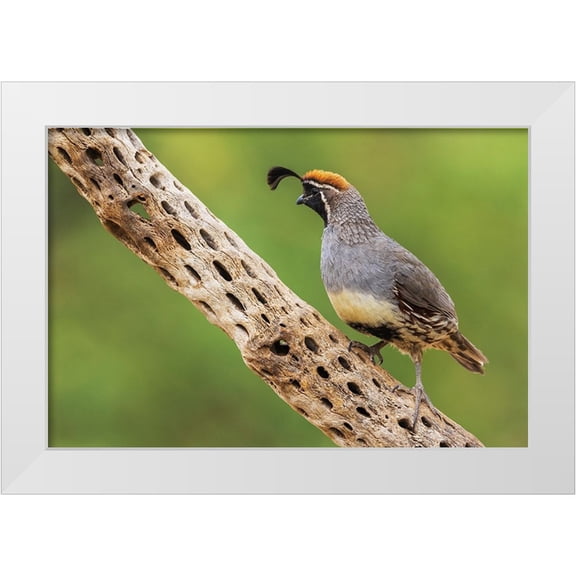 Archer, Ken 24x17 White Modern Wood Framed Museum Art Print Titled - Male Gambels quail