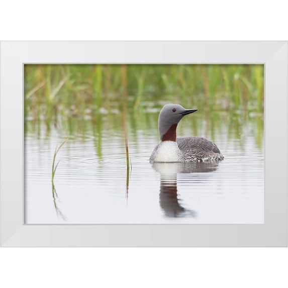 Archer, Ken 24x17 White Modern Wood Framed Museum Art Print Titled - Red-throated Loon