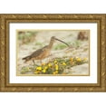 thumbnail image 1 of Archer, Ken 32x21 Gold Ornate Wood Framed with Double Matting Museum Art Print Titled - Long-billed curlew at the beach, 1 of 4
