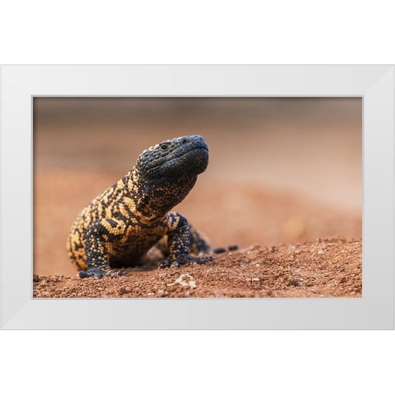 Archer, Ken 32x21 White Modern Wood Framed Museum Art Print Titled - Gila monster