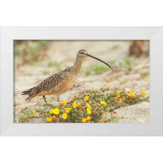 Archer, Ken 32x21 White Modern Wood Framed Museum Art Print Titled - Long-billed curlew at the beach