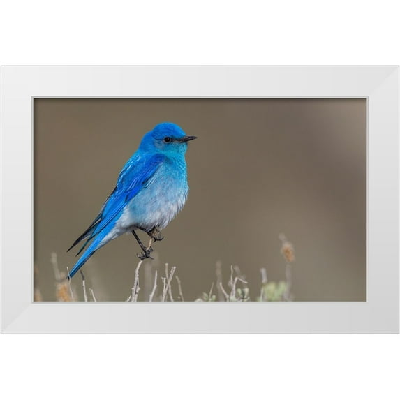 Archer, Ken 32x21 White Modern Wood Framed Museum Art Print Titled - Male mountain bluebird