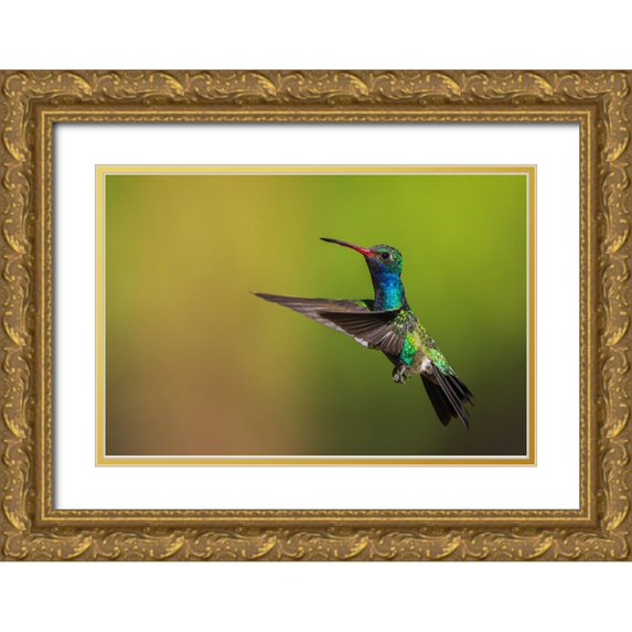 Archer, Ken 32x23 Gold Ornate Wood Framed with Double Matting Museum Art Print Titled - Male broad-billed hummingbird