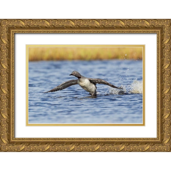 Archer, Ken 32x23 Gold Ornate Wood Framed with Double Matting Museum Art Print Titled - Red-throated Loon-courtship display