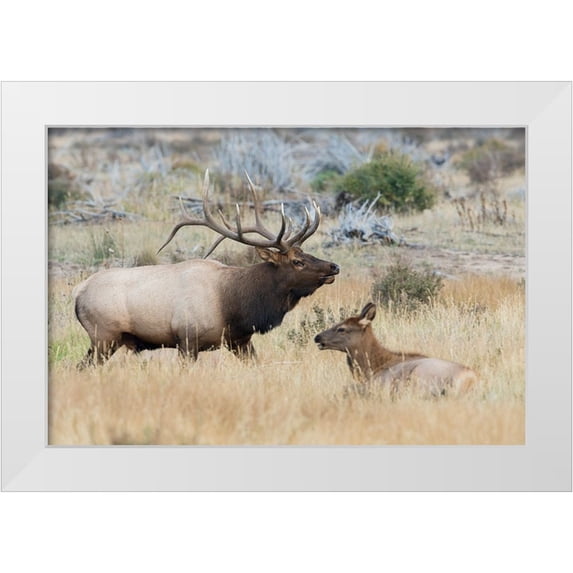 Archer, Ken 32x23 White Modern Wood Framed Museum Art Print Titled - Bull elk patrolling