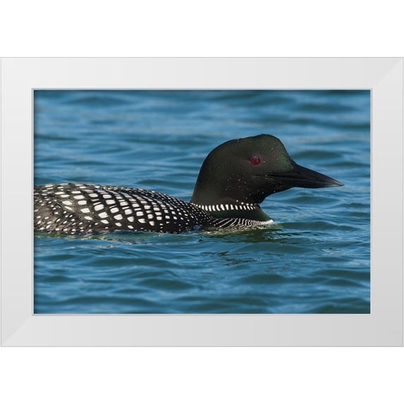 Archer, Ken 32x23 White Modern Wood Framed Museum Art Print Titled - Common Loon