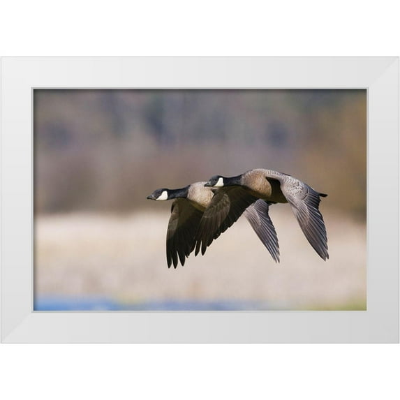 Archer, Ken 32x23 White Modern Wood Framed Museum Art Print Titled - Lesser Canada Geese Flying Past
