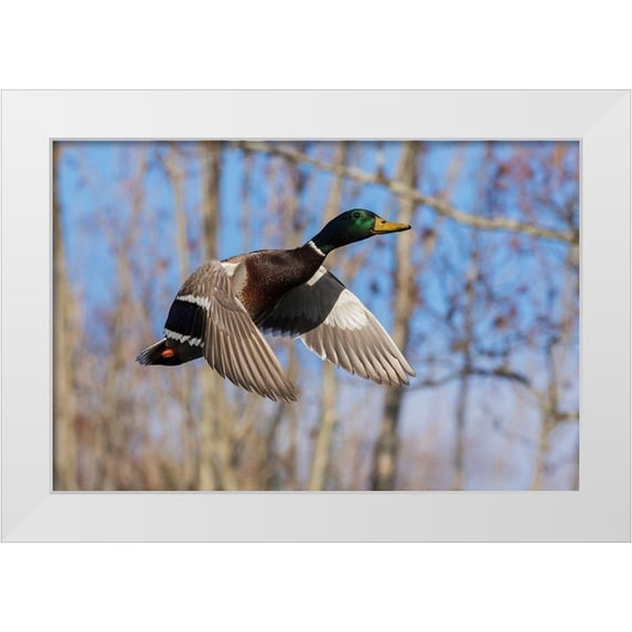 Archer, Ken 32x23 White Modern Wood Framed Museum Art Print Titled - Mallard in Flight-wooded habitat