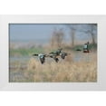 thumbnail image 1 of Archer, Ken 32x23 White Modern Wood Framed Museum Art Print Titled - Northern Shoveler-Courtship flight, 1 of 4