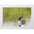 thumbnail image 1 of Archer, Ken 32x23 White Modern Wood Framed Museum Art Print Titled - Red-throated Loon-Arctic Wetland, 1 of 4