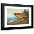 thumbnail image 1 of Archibald Thorburn 14x11 Black Modern Framed Museum Art Print Titled - Cabot's Tragopan (1918-1922), 1 of 5