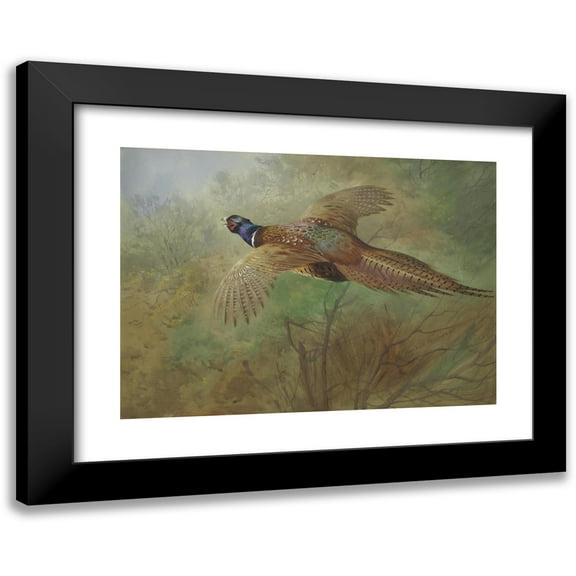 Archibald Thorburn 14x11 Black Modern Framed Museum Art Print Titled - Pheasant in Flight