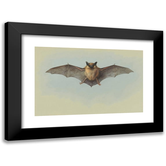 Archibald Thorburn 14x11 Black Modern Framed Museum Art Print Titled - Study of a Common Pipistrelle Bat
