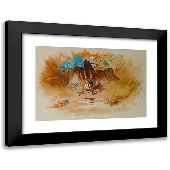 Archibald Thorburn 14x11 Black Modern Framed Museum Art Print Titled - Woodcock in a Sandy Hollow