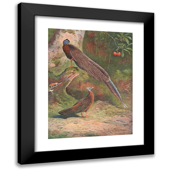 Archibald Thorburn 14x18 Black Modern Framed Museum Art Print Titled - Malay Argus Pheasant (1918-1922)