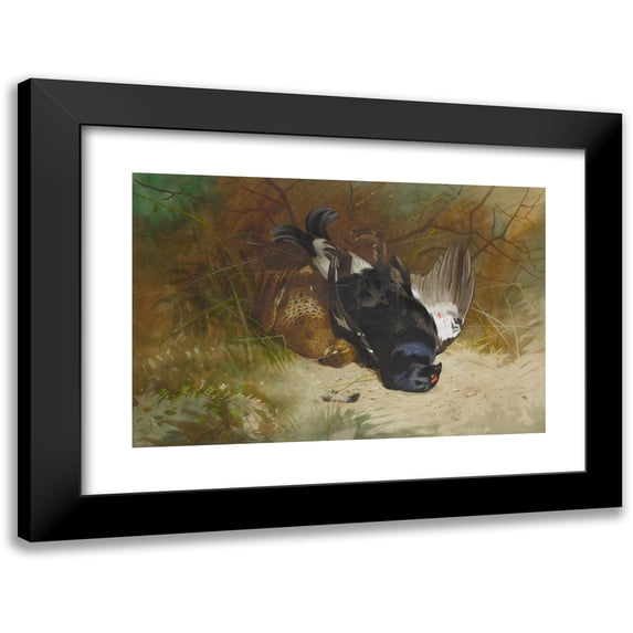 Archibald Thorburn 18x13 Black Modern Framed Museum Art Print Titled - Still Life of a Pair of Blackgame (1896)