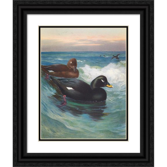 Archibald Thorburn 19x24 Black Ornate Framed Double Matted Museum Art Print Titled: Velvet-Scoter (1913)