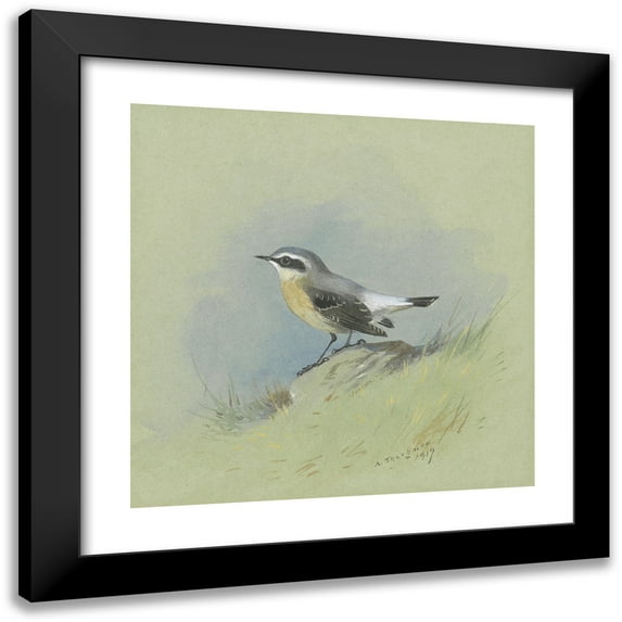 Archibald Thorburn 20x20 Black Modern Framed Museum Art Print Titled - A Male Wheatear