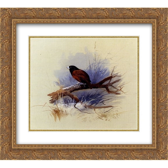 Archibald Thorburn 2x Matted 22x20 Gold Ornate Framed Art Print 'A Nepalese black headed nun in the branch of a tree'