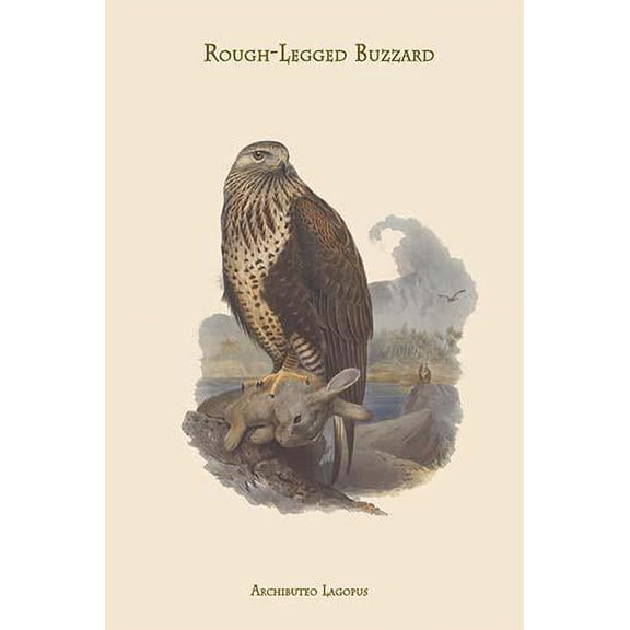 Archibuteo Lagopus - Rough-Legged Buzzard-Fine Art Canvas Print (20" x 30")