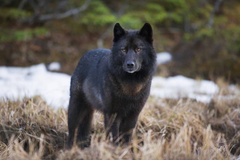 Archipelago Wolf In Black Color Phase Standing Alert In Grass Southeast Alaska Winter Tongass Nat Forest Canvas Art - John Hyde Design Pics (17 x 11)