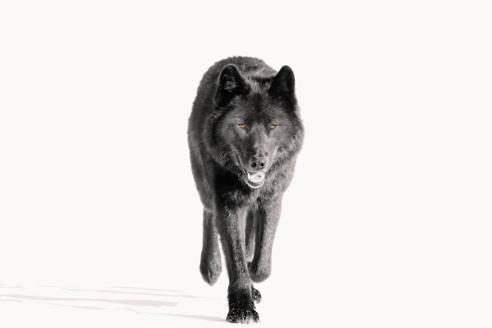 Archipelago Wolf In Black Color Phase Trotting On Snow Field Southeast Alaska Winter Tongass Nat Forest Canvas Art - John Hyde Design Pics (17 x 11)