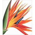 thumbnail image 1 of Archivist Orange, Red and Blue Strelitzia Flower Blank Note Card, 1 of 2