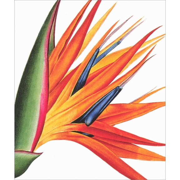 Archivist Orange, Red and Blue Strelitzia Flower Blank Note Card