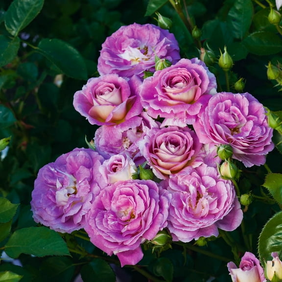 Arctic Blue Dormant Bare Root Floribunda Rose, Includes one dormant plant per order