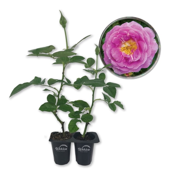 Arctic Blue Rose Bush - 2 Live Starter Plants in 2 Inch Pots - Beautifully Fragrant Rose from Florida - A Versatile Beauty with a Rich Fragrance