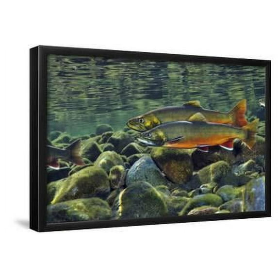 Arctic Charr Salvelinus Alpinus Males in a River Ready to Spawn, Ennerdale, Lake District Np, UK, Animals Scenic Framed Art Print Wall Art by Linda Pitkin Sold by Art.Com