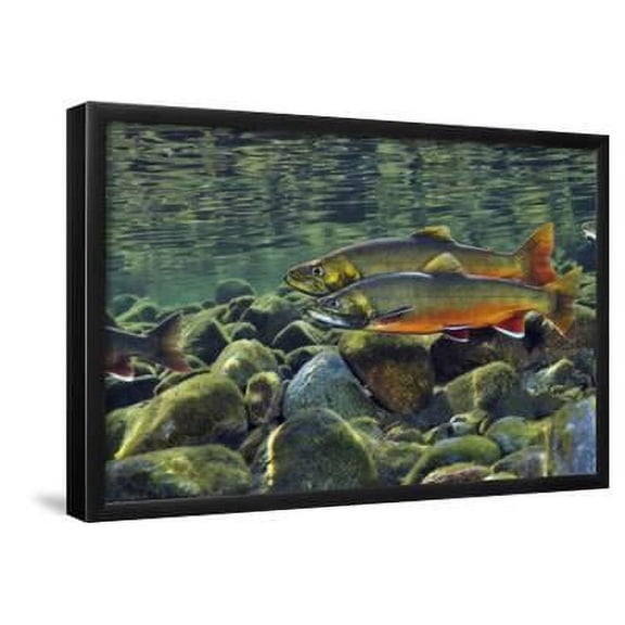 Arctic Charr Salvelinus Alpinus Males in a River Ready to Spawn, Ennerdale, Lake District Np, UK, Animals Scenic Framed Art Print Wall Art by Linda Pitkin Sold by Art.Com