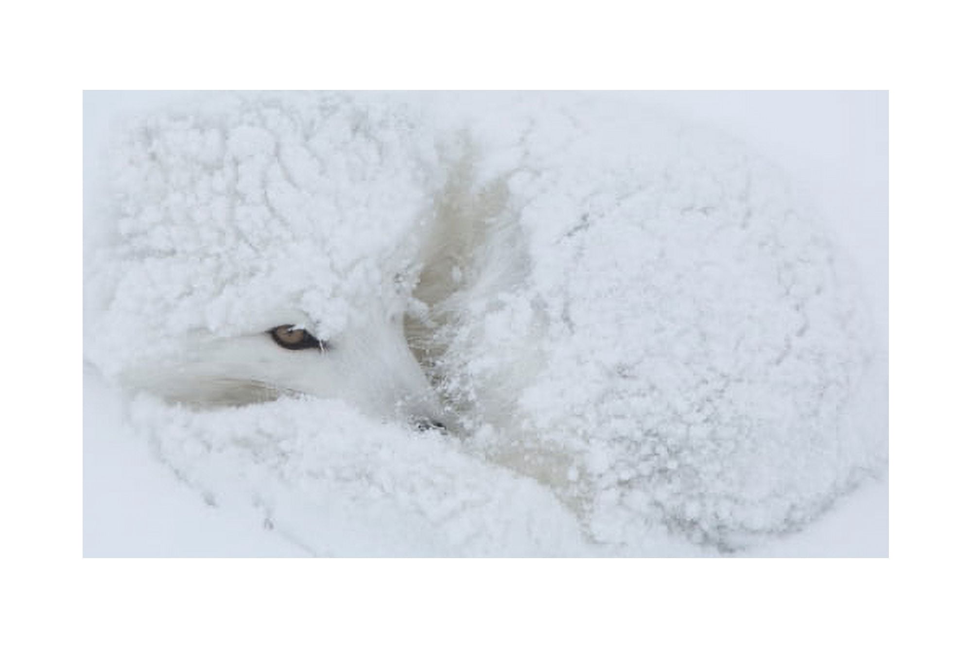 Arctic Fox (Alopex lagopus) in snow Churchill Wildlife Management Area Churchill Manitoba Canada Canvas Art - Panoramic Images (18 x 24)