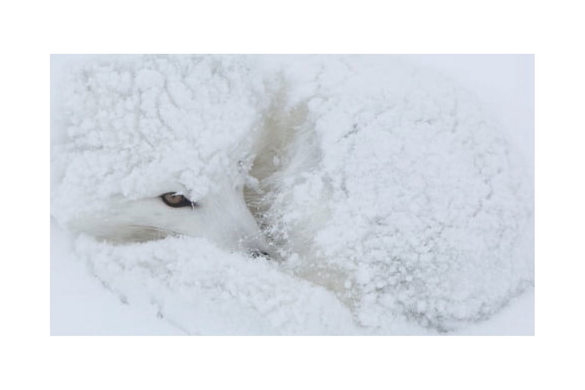 Arctic Fox (Alopex lagopus) in snow Churchill Wildlife Management Area Churchill Manitoba Canada Canvas Art - Panoramic Images (24 x 36)