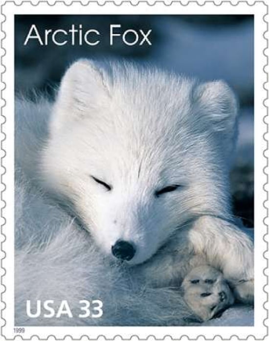 Arctic Fox Canvas Art - US POSTAL SERVICE (24 x 30)