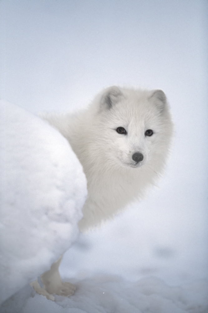 Arctic Fox Exploring Fresh Snow Alaska Usa Canvas Art - David Ponton Design Pics (24 x 38)