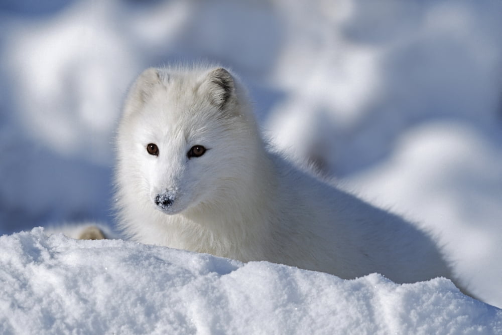 Arctic Fox Exploring Fresh Snow Alaska Usa Canvas Art - David Ponton Design Pics (38 x 24)