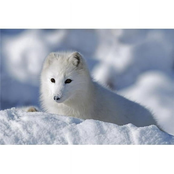 Arctic Fox Exploring Fresh Snow; Alaska  Usa Poster Print